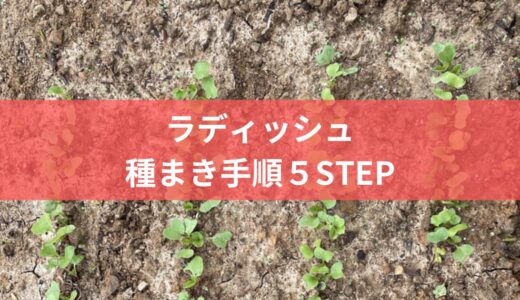 初めてでも安心！ラディッシュの種まき手順５STEPと必須知識を解説